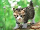 f:id:cy03:20170812112536j:plain f:id:cy03:20170812112536j:plain