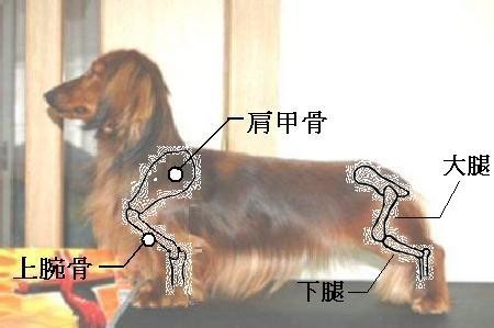 犬種標準 スタンダード Riparian F Dogs