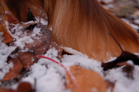 f:id:cyakomama:20081120073740j:image
