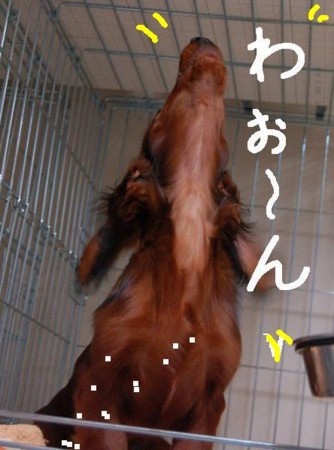 f:id:cyakomama:20100623180452j:image