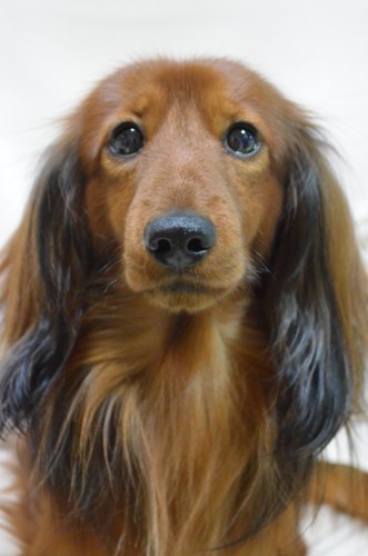 カニンヘンダックスフンドからミニチュアダックスフンドへgo 胸囲を計測してみよう Riparian F Dogs カニンヘンダックスフンドからミニチュアダックスフンドへgo 胸囲を計測してみよう Riparian F Dogs
