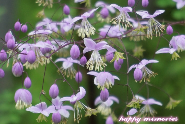 タリクトラム デラバイ Happy Memories