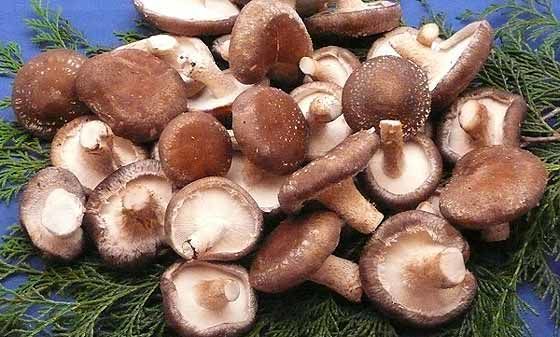 f:id:cyakorin:20181203232338j:plain