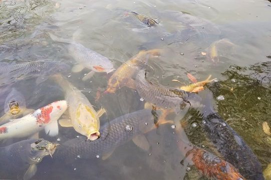 f:id:cyakorin:20181209001210j:plain