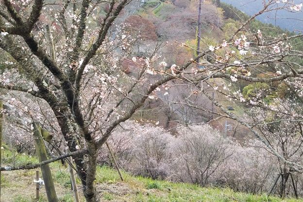 f:id:cyakorin:20181209001318j:plain