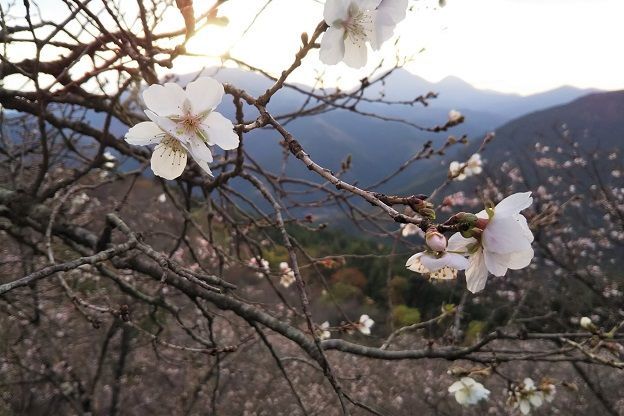 f:id:cyakorin:20181209001326j:plain