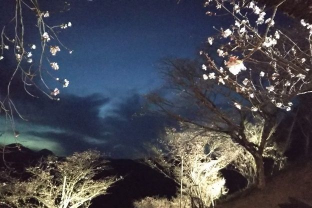 f:id:cyakorin:20181209001459j:plain