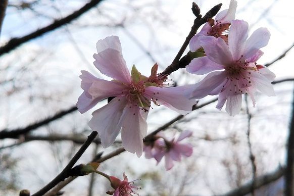 f:id:cyakorin:20181209001551j:plain