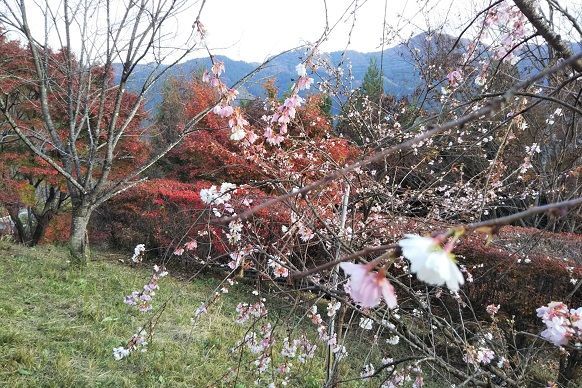 f:id:cyakorin:20181209001656j:plain