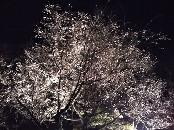 f:id:cyakorin:20181209001743j:plain