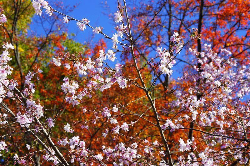 f:id:cyakorin:20181209104308j:plain