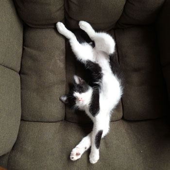 f:id:cyancy:20160702143724j:plain f:id:cyancy:20160702143724j:plain