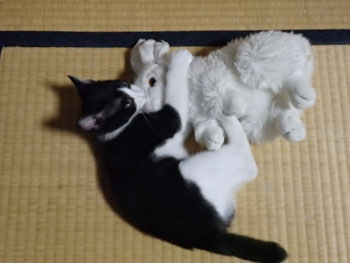 f:id:cyancy:20160702144143j:plain f:id:cyancy:20160702144143j:plain