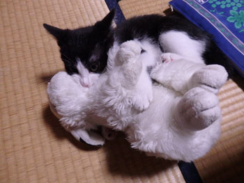 f:id:cyancy:20160702144228j:plain f:id:cyancy:20160702144228j:plain