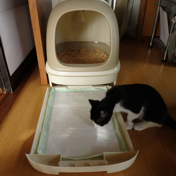 f:id:cyancy:20160703170308j:plain f:id:cyancy:20160703170308j:plain