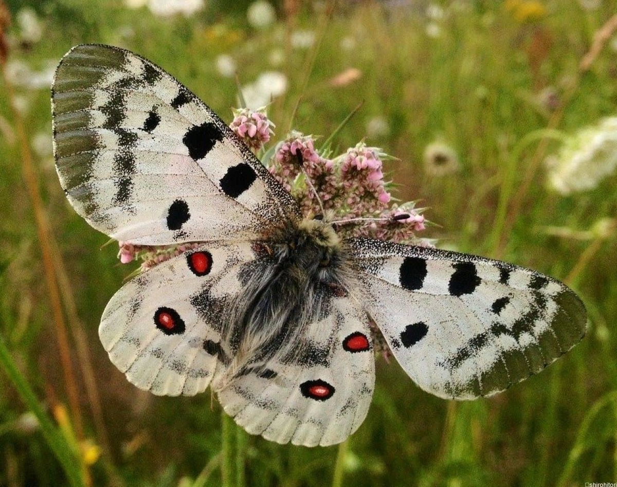 ハニングトンウスバシロチョウ Yahoo!オークション - 蝶 標本 ハニングトンウスバシロチョウ ♀ Parna