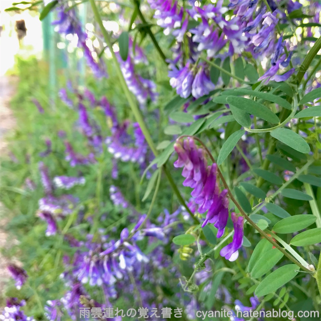 f:id:cyanite:20230416071300j:image