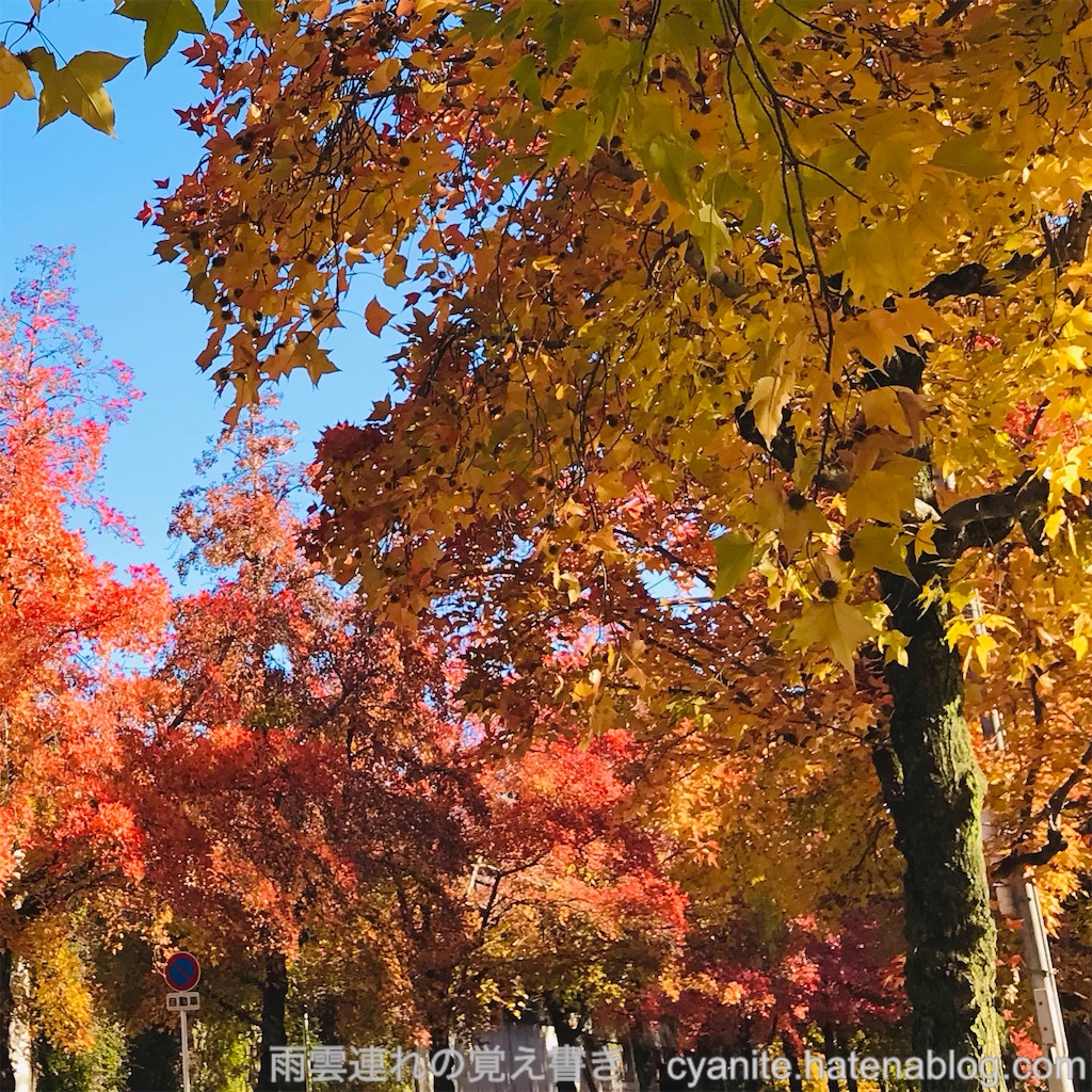 f:id:cyanite:20231122112825j:image f:id:cyanite:20231122112825j:image