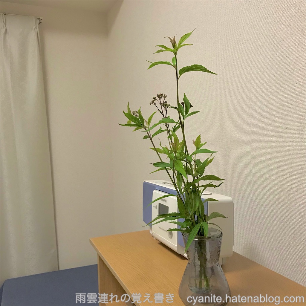 f:id:cyanite:20240901194023j:image