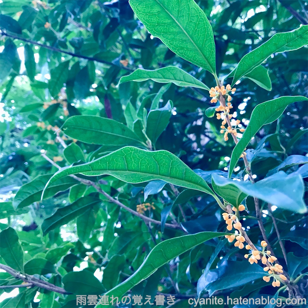 f:id:cyanite:20241020152022j:image f:id:cyanite:20241020152022j:image