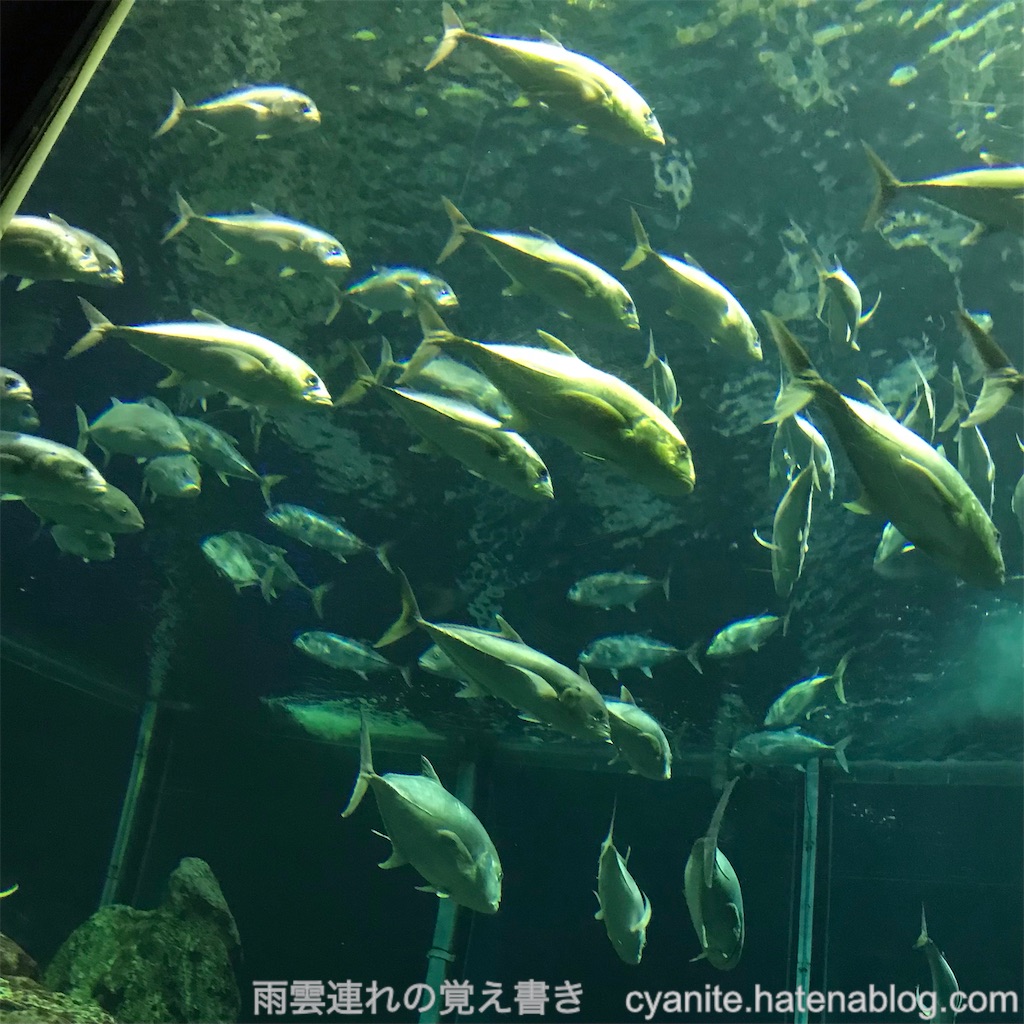 f:id:cyanite:20241027202703j:image f:id:cyanite:20241027202703j:image