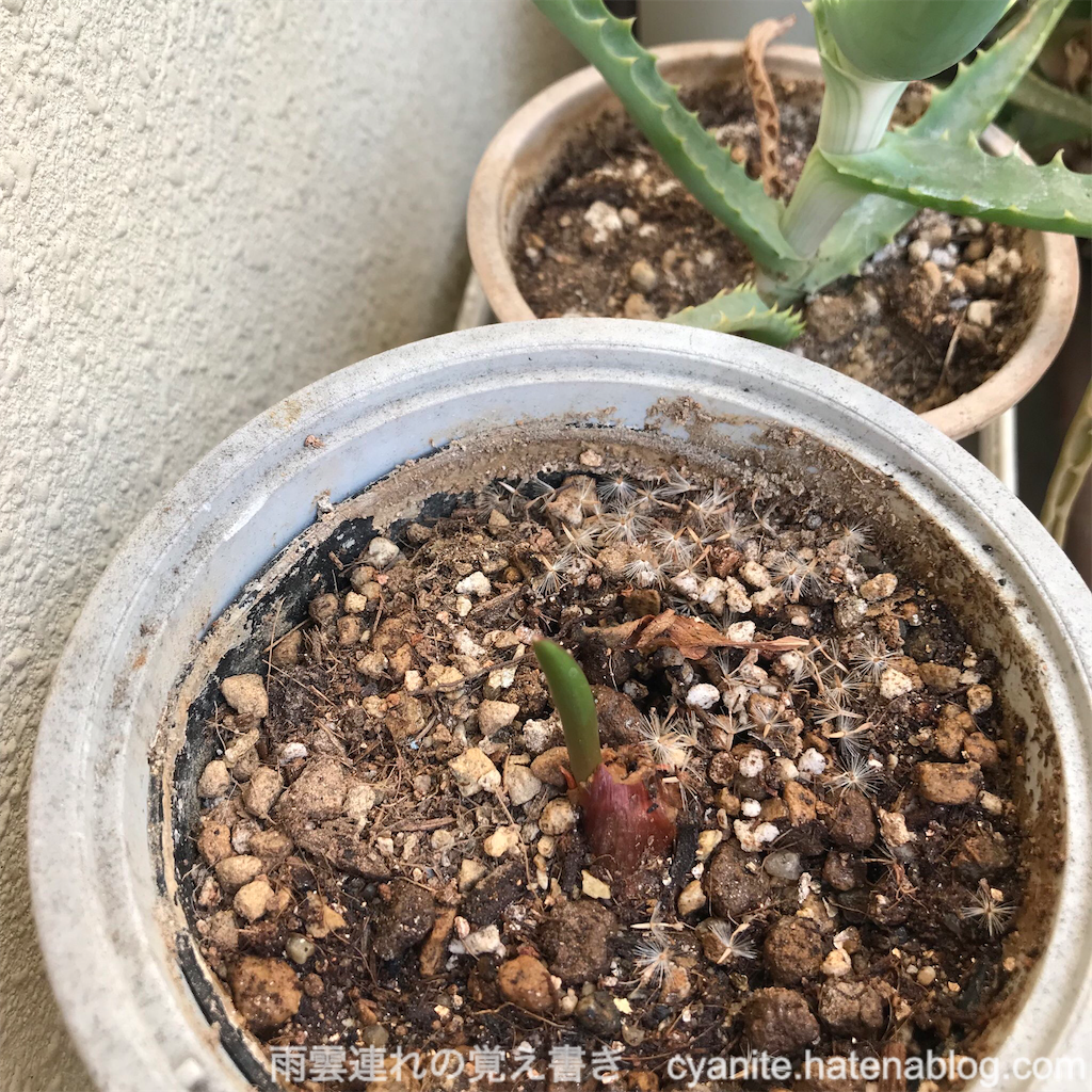 f:id:cyanite:20250208224922p:image