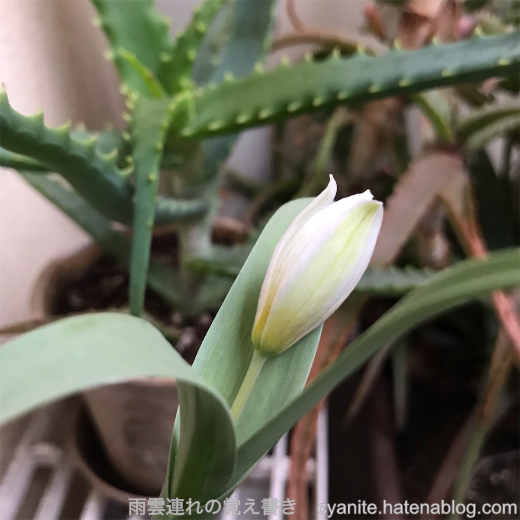 f:id:cyanite:20250330171535j:image f:id:cyanite:20250330171535j:image