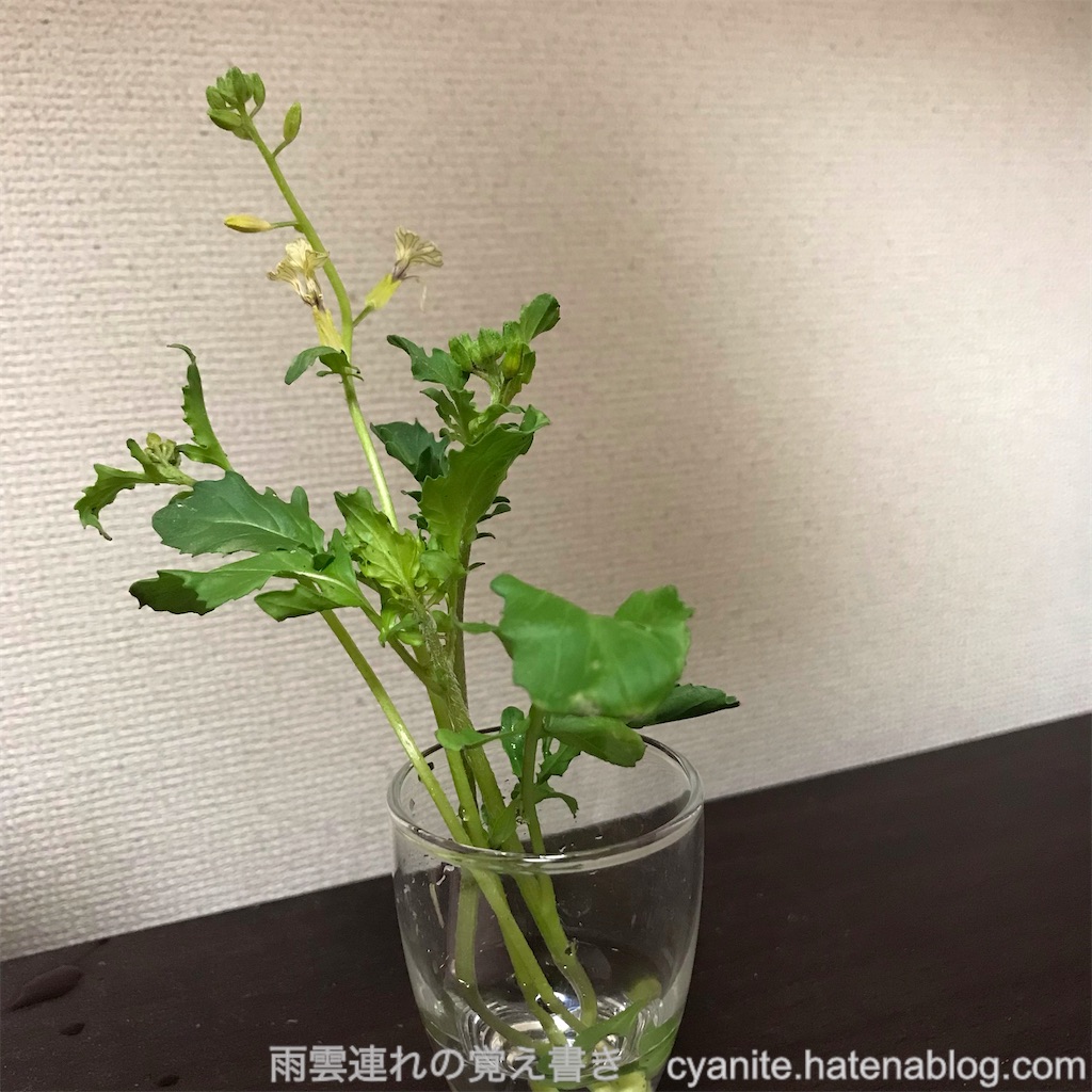 f:id:cyanite:20250405003638j:image