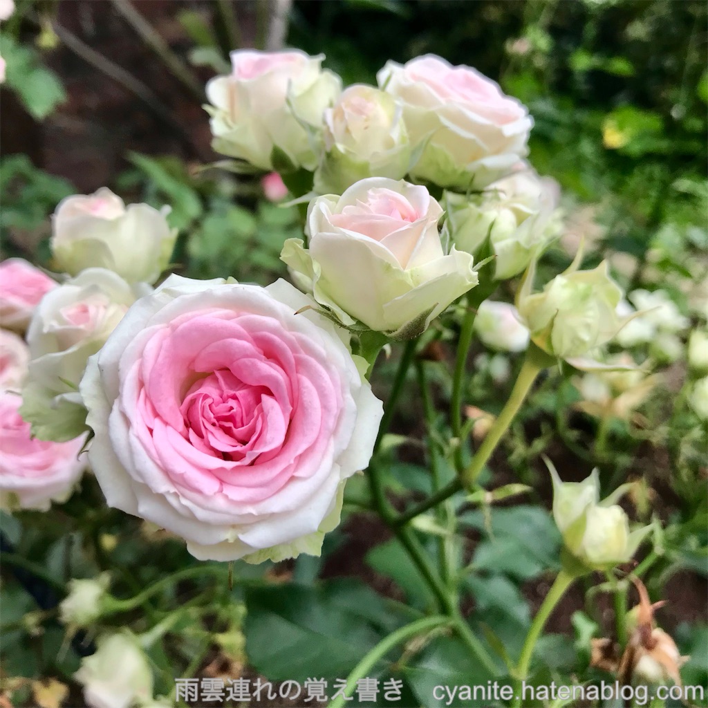 f:id:cyanite:20250601142622j:image