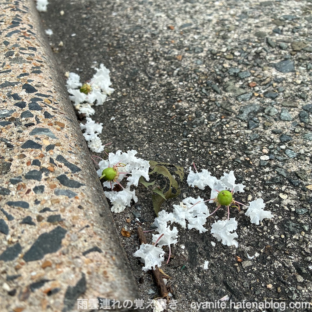 f:id:cyanite:20250802145423j:image f:id:cyanite:20250802145423j:image