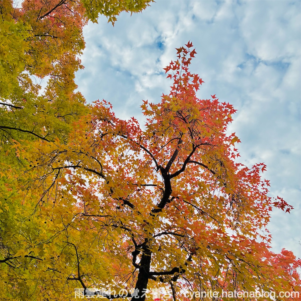 f:id:cyanite:20251124122756j:image f:id:cyanite:20251124122756j:image