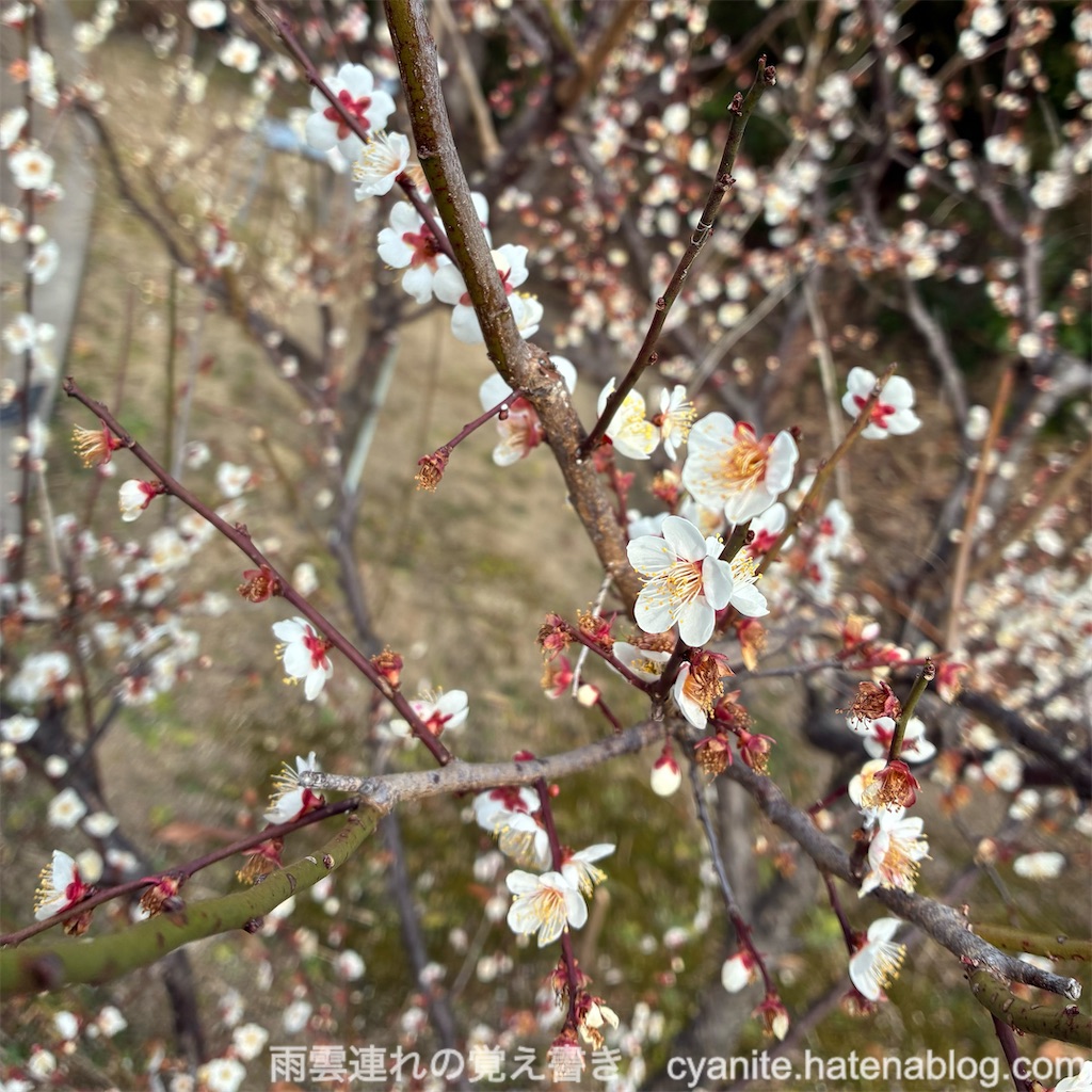 f:id:cyanite:20260223120616j:image
