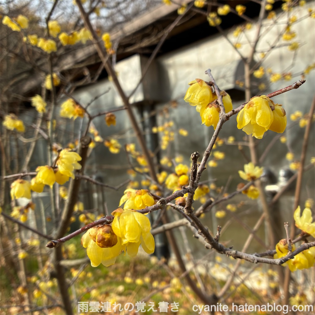f:id:cyanite:20260223120627j:image
