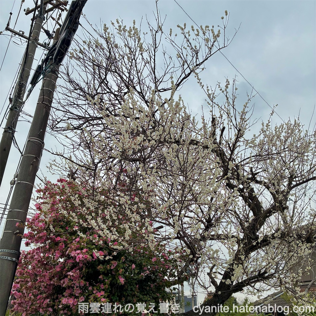 f:id:cyanite:20260301160401j:image