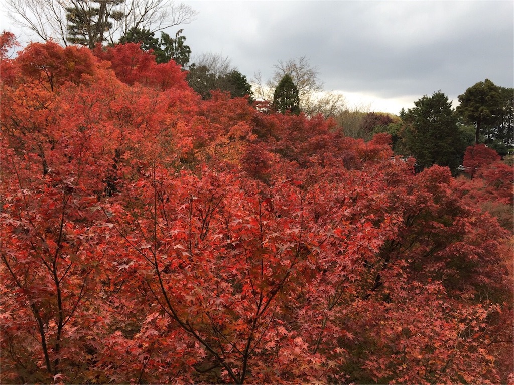 f:id:cyano18:20171120083437j:image f:id:cyano18:20171120083437j:image