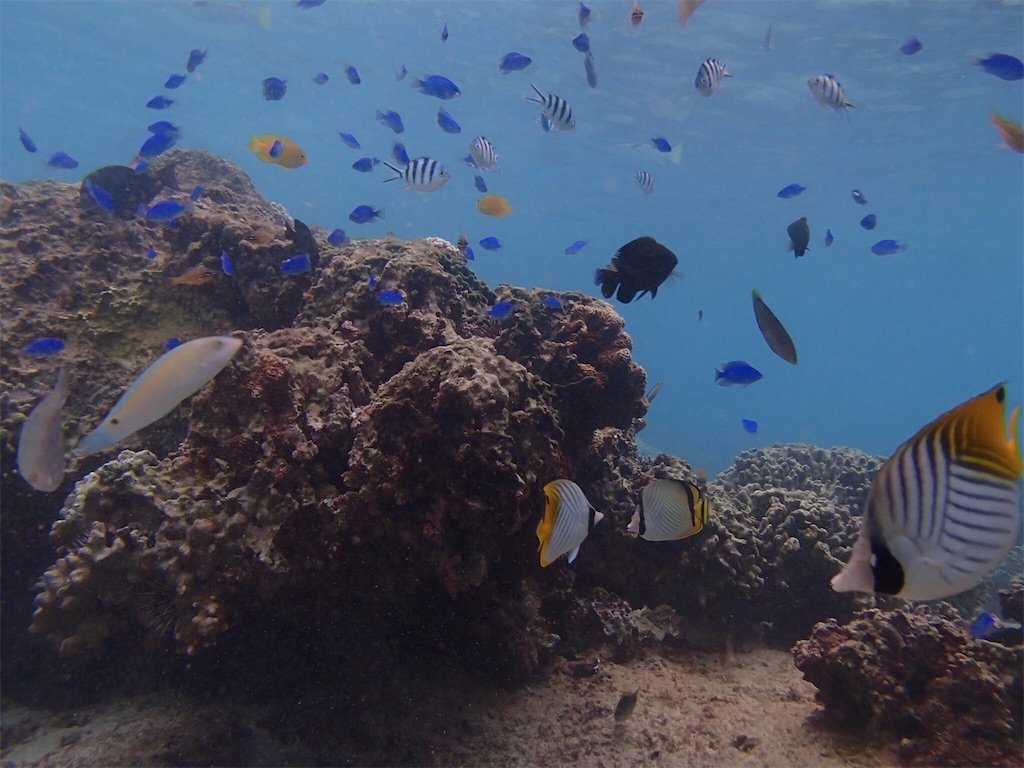 f:id:cyano18:20180929115011j:image f:id:cyano18:20180929115011j:image