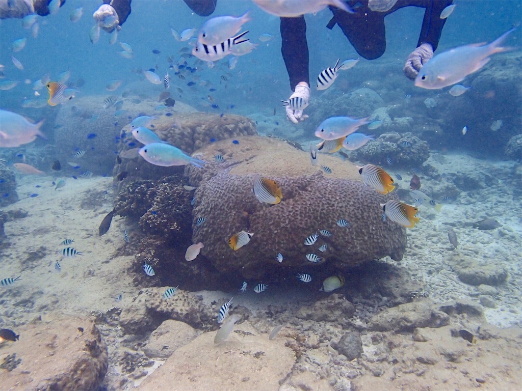 f:id:cyano18:20180929115030j:image f:id:cyano18:20180929115030j:image