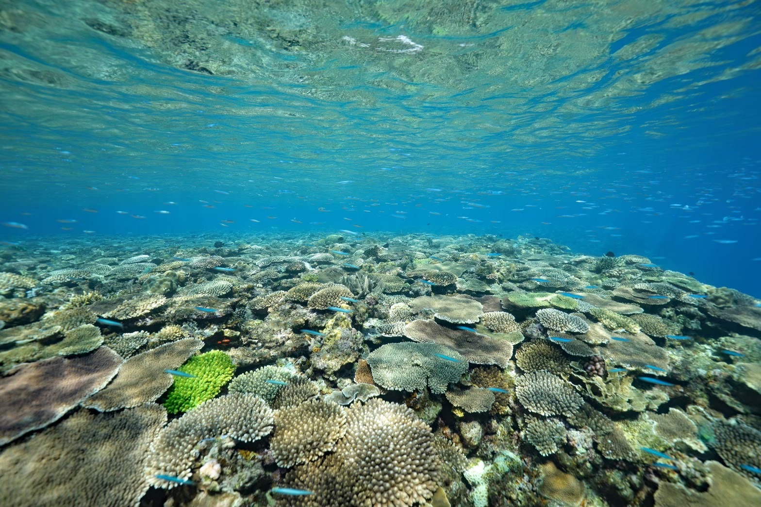 f:id:cyazuke:20240708215145j:image