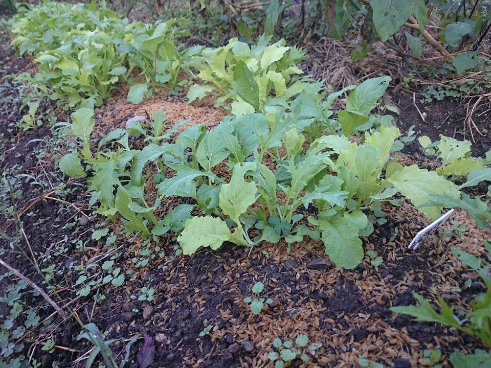 f:id:cyberagri:20161230235024j:plain