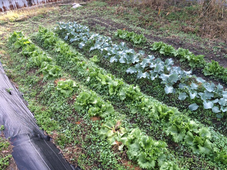 f:id:cyberagri:20170129111357j:plain