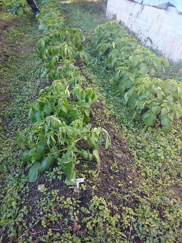 f:id:cyberagri:20170525084249j:plain