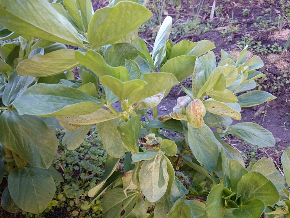 f:id:cyberagri:20170525174919j:plain