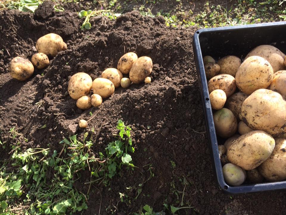 f:id:cyberagri:20170525183604j:plain