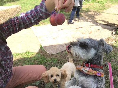 f:id:cycland_nakazawa:20161128182524j:plain