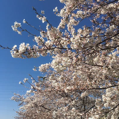 f:id:cycland_nakazawa:20190407153502j:plain f:id:cycland_nakazawa:20190407153502j:plain