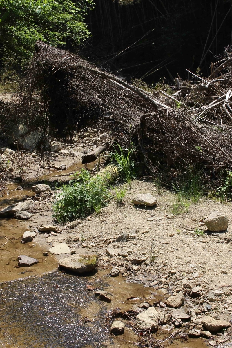 f:id:cycle_piyo:20190514231222j:plain