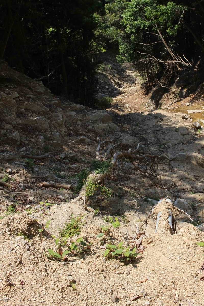 f:id:cycle_piyo:20190514231434j:plain