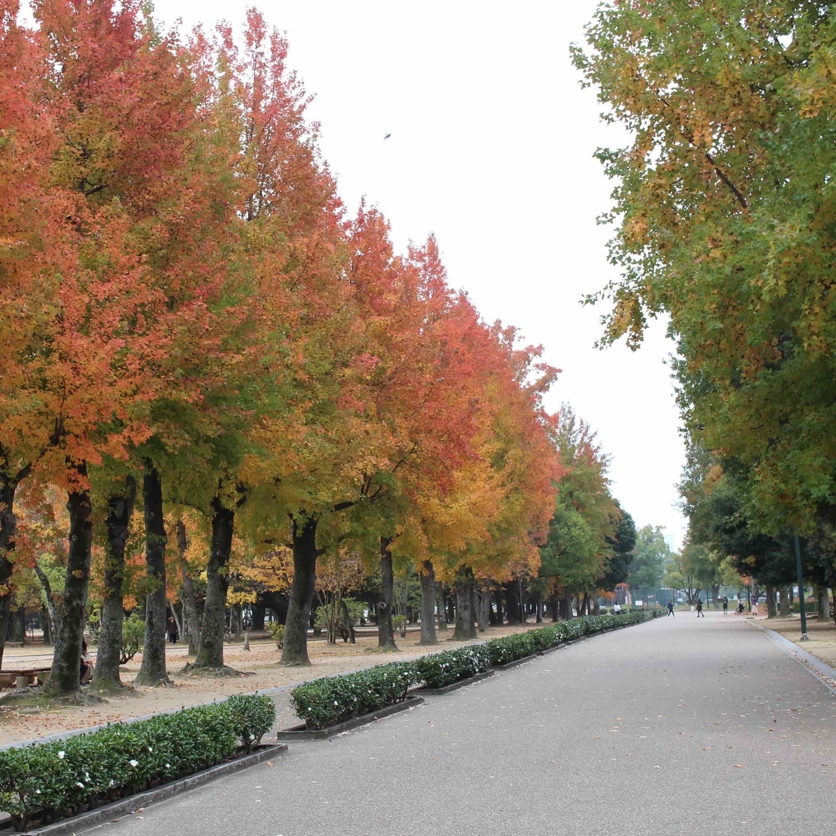 f:id:cycle_piyo:20191125231210j:plain