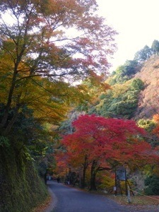f:id:cycleweb:20101116145420j:image