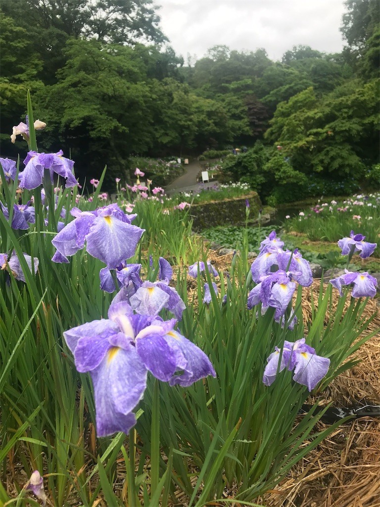 f:id:cyclist_matta:20200615082037j:image